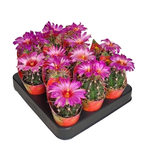 THELOCACTUS BICOLOR - POT Ø 6,5 WITH POTCOVER (CACTUS)