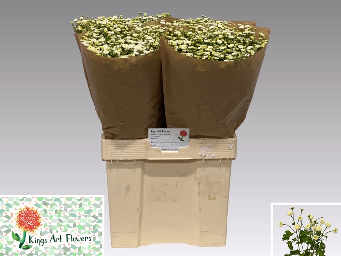 <h4>TANA PA RIO</h4>