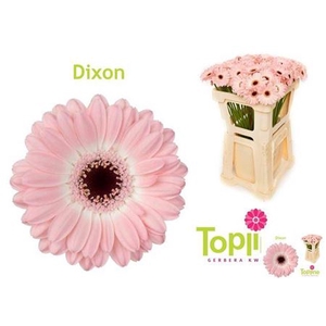 Ge Mi Dixon
