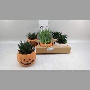 Aloe   ...mix
