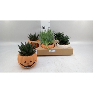 Aloe   ...mix
