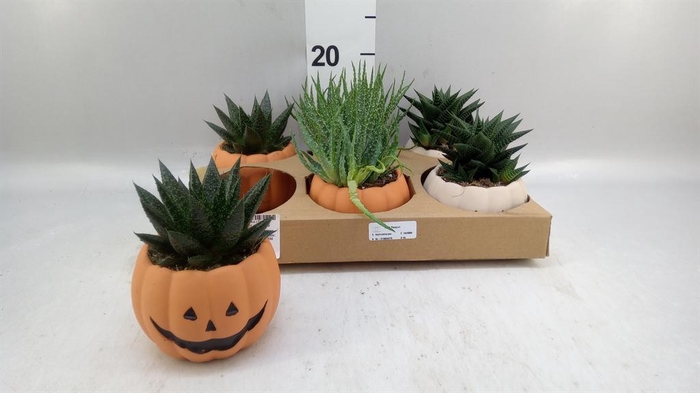 <h4>Aloe   ...mix</h4>