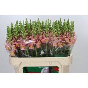 Antirrhinum majus Toulon Apricot