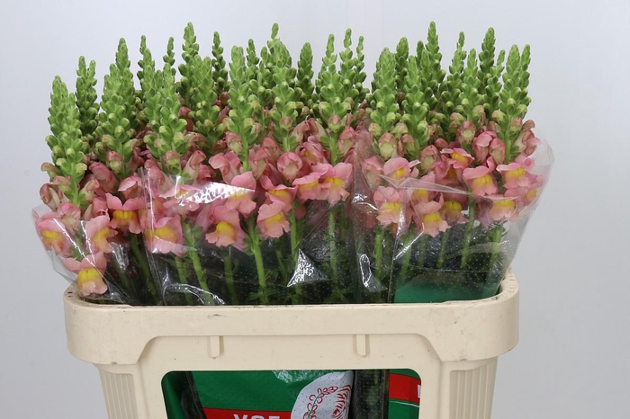 <h4>Antirrhinum majus Toulon Apricot</h4>