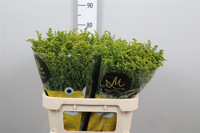 <h4>Soli Carzan Glory</h4>