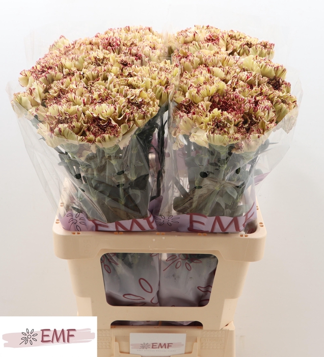 <h4>DI ST VIPER</h4>