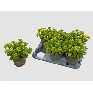 SEDUM KAMTSCHATICUM