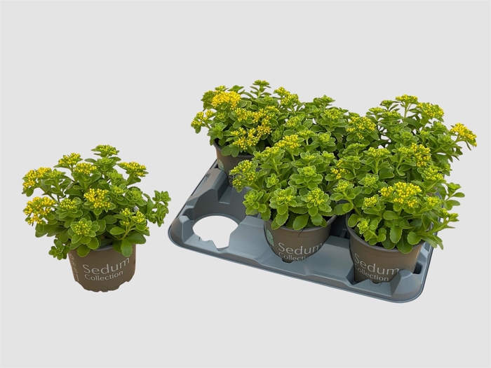 <h4>SEDUM KAMTSCHATICUM</h4>