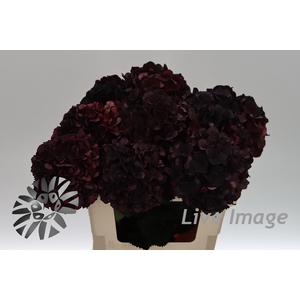 Hydrangea mag dark ruby classic