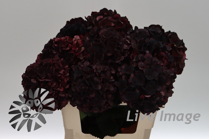 <h4>Hydrangea mag dark ruby classic</h4>