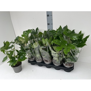 FATSIA OV