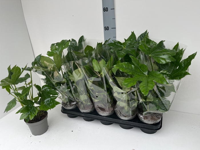 <h4>FATSIA OV</h4>