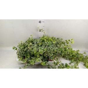Hedera helix 'White Wonder'