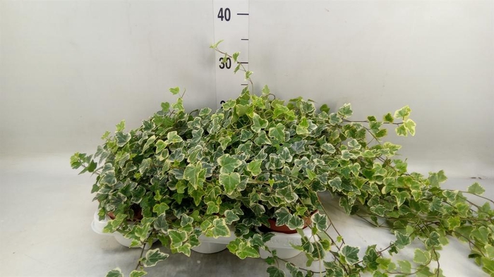 <h4>Hedera helix 'White Wonder'</h4>