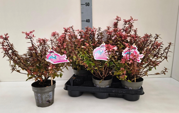 <h4>Abel Grandiflora</h4>