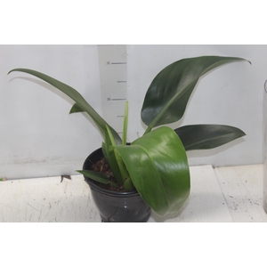 PHILODENDRON PACOVA P20