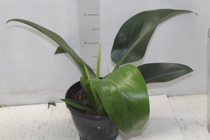 <h4>PHILODENDRON PACOVA P20</h4>