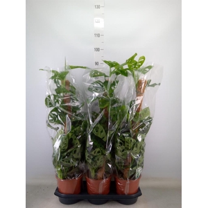 Monstera obliqua 'Monkey Mask'