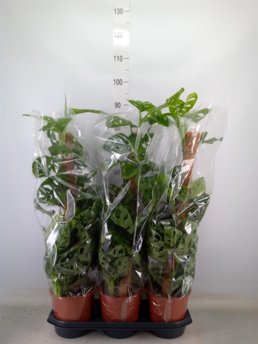 <h4>Monstera obliqua 'Monkey Mask'</h4>