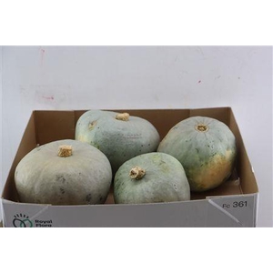 CUCURBITA PEPO