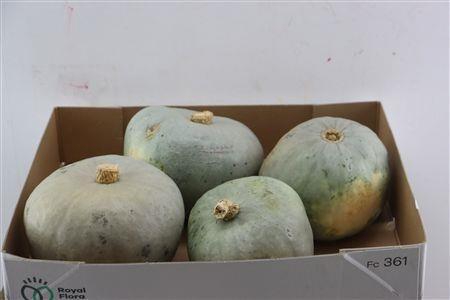 <h4>CUCURBITA PEPO</h4>