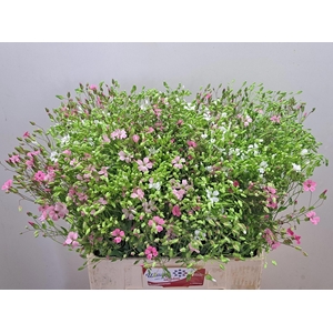 SAPONARIA OV