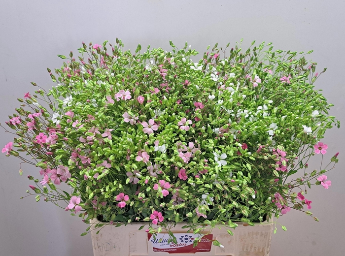<h4>SAPONARIA OV</h4>
