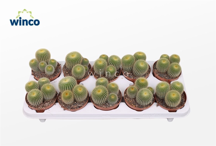 <h4>Notocactus Leninghausii (group)</h4>