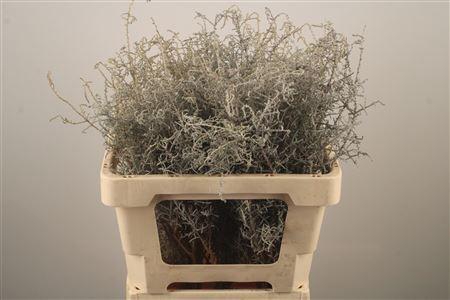 <h4>Kaaps Stoebe</h4>