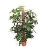 Philodendron pedatum