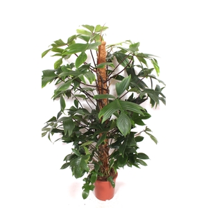 Philodendron pedatum