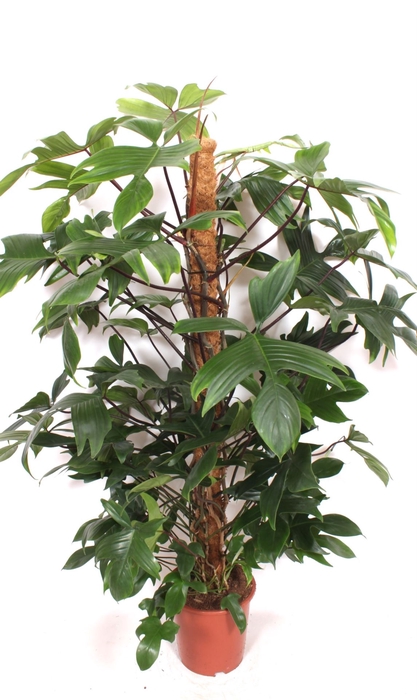 <h4>Philodendron pedatum</h4>