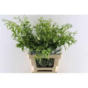 Jasmine White 100 Gram