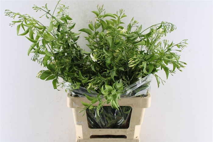 Jasmine White 100 Gram