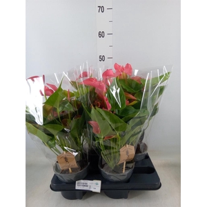 Anthurium  'FC Romantico'