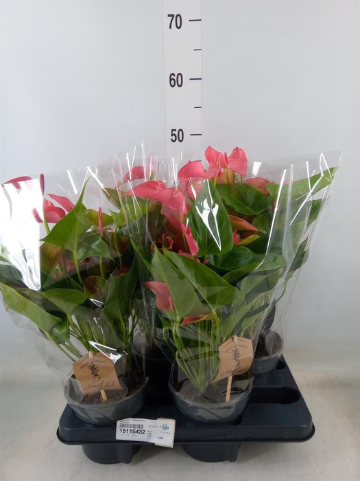 <h4>Anthurium 'FC Romantico'</h4>