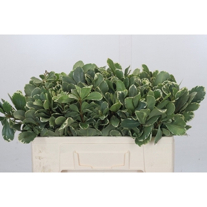 Pittosporum Ilan