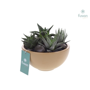 Schaal keramiek Moon Medium beige met Succulenten