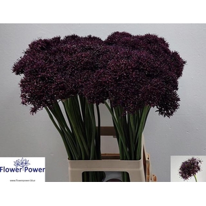 ALLIUM ATROPURPUREUM