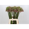 Allium Nectaroscordum Siculum