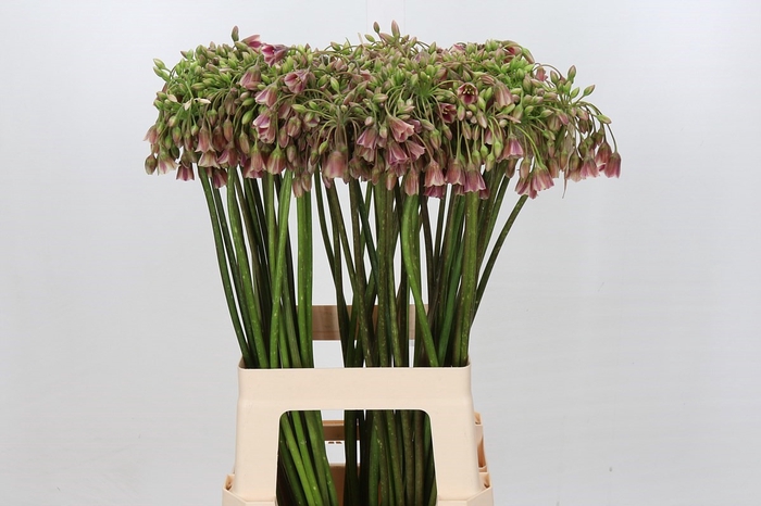 <h4>Allium Nectaroscordum Siculum</h4>