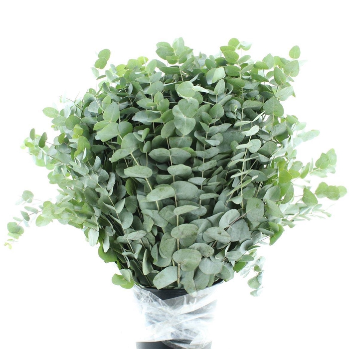 <h4>EUC CINEREA PER BOS</h4>