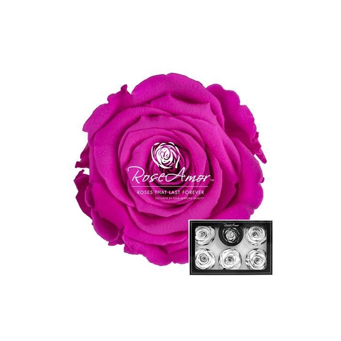 <h4>Xl Pin07</h4>