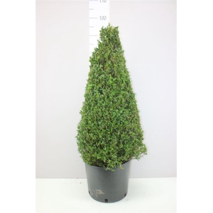 Buxus Semp Piramide