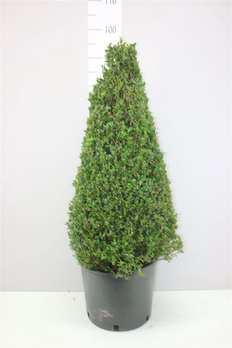<h4>Buxus Semp Piramide</h4>