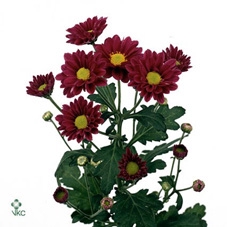 SCIND PICT SILVE ANN