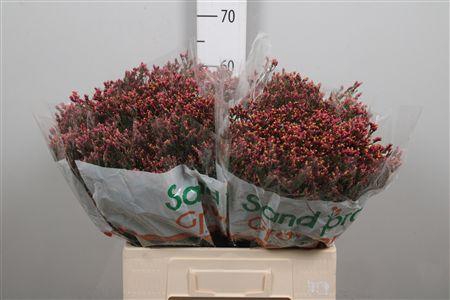 <h4>Lim Sin Max Diamond</h4>