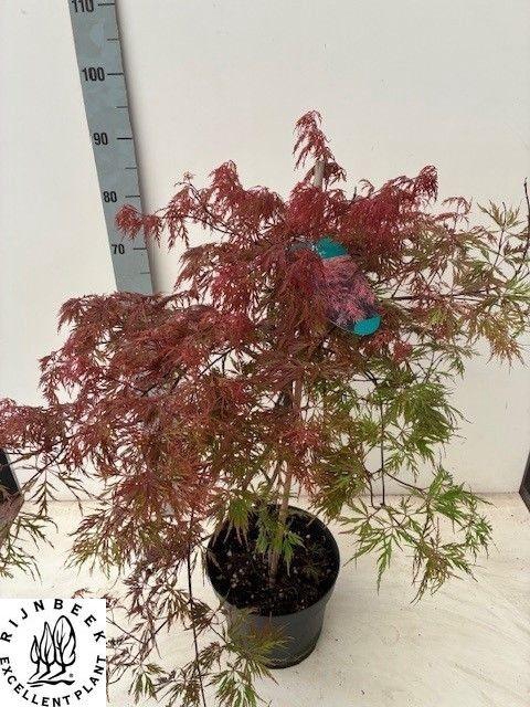 <h4>ACER PA GARNET</h4>