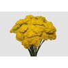 Achillea Golden Prairi
