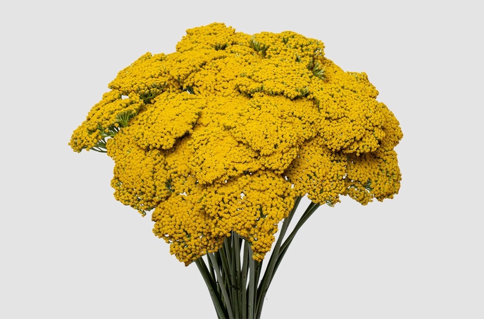 <h4>Achillea Golden Prairi</h4>